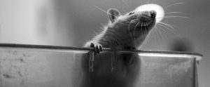 white rat standing up in open laboratory cage black and white