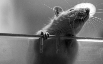 white rat standing up in open laboratory cage black and white