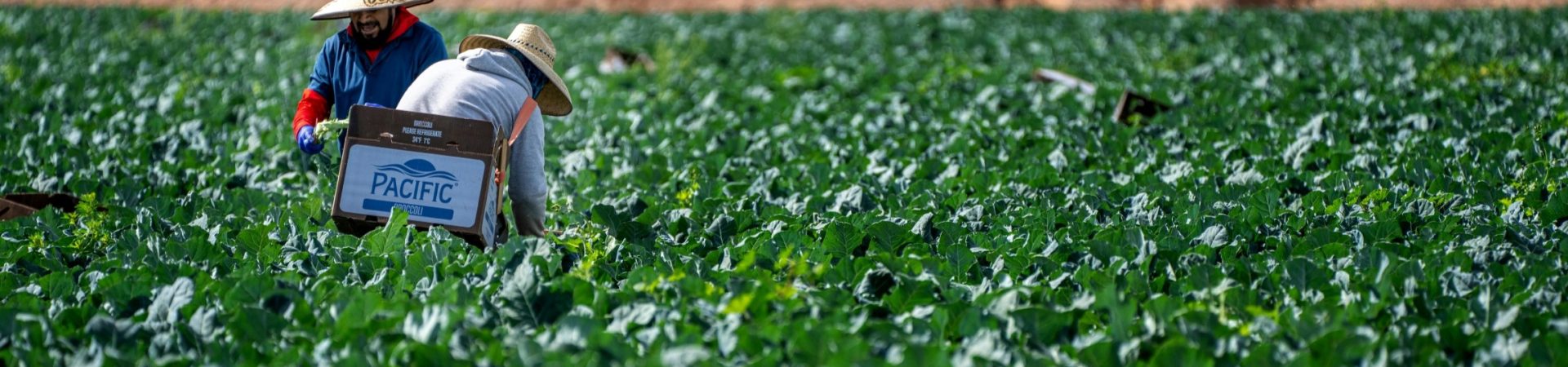 workers in field harvesting broccoli Arizona United States