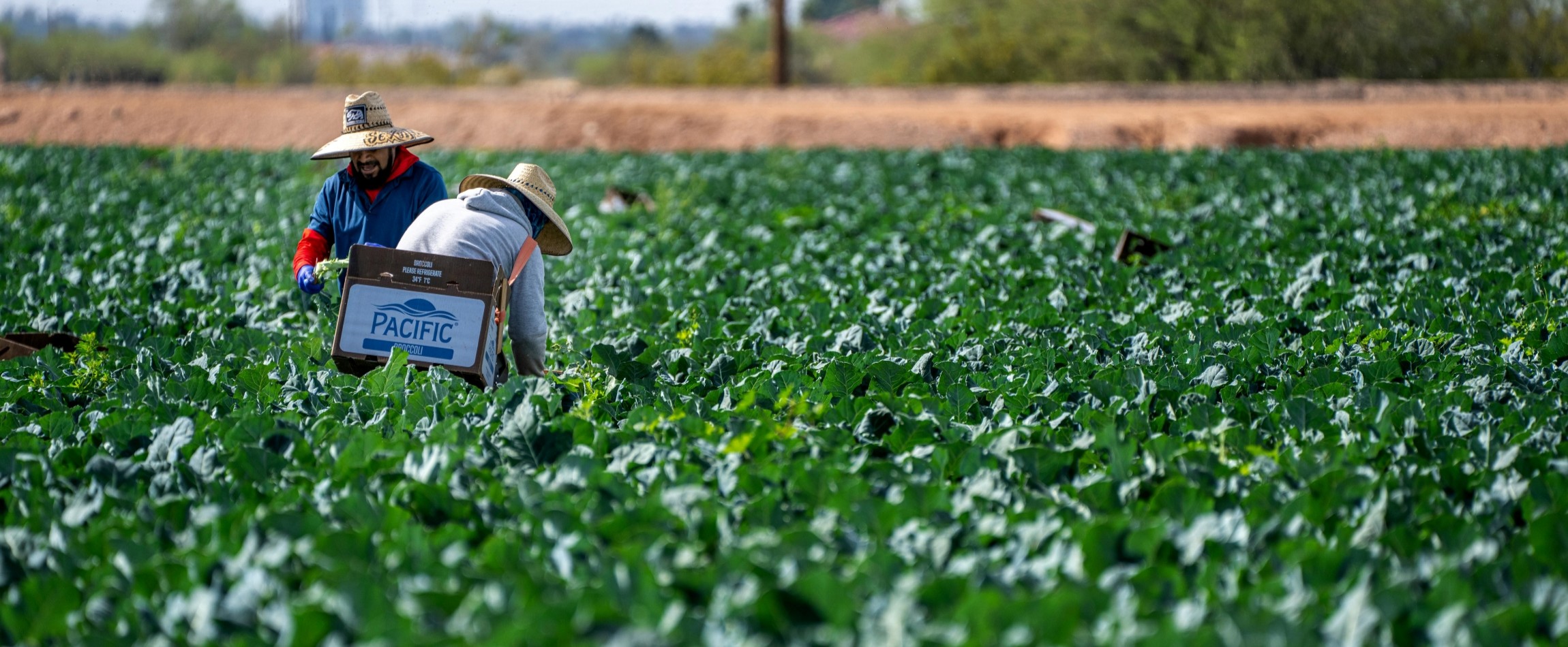 workers in field harvesting broccoli Arizona United States