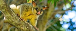 brushtail possum in tree