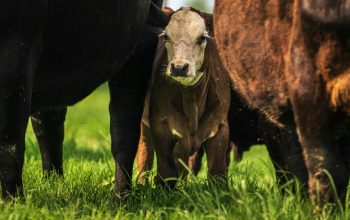 calf standing between two cows in green field