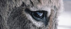 close-up of donkey eye