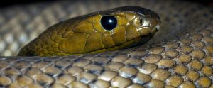 close-up of inland taipan Australia