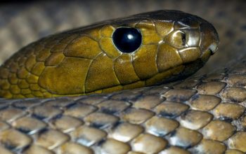 close-up of inland taipan Australia