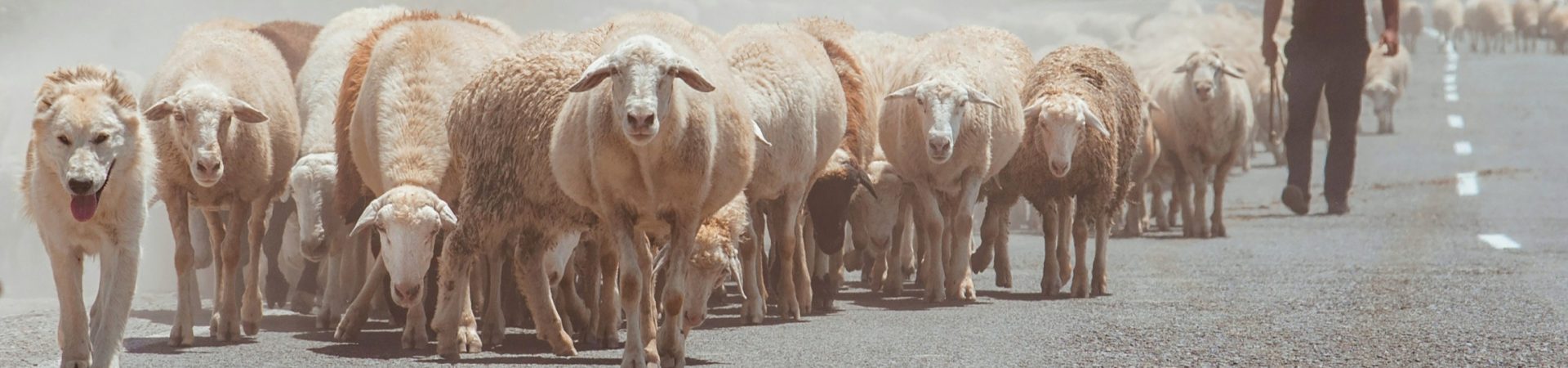 flock of sheep walking on road Armenia