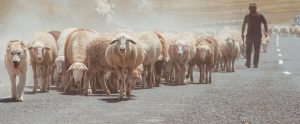 flock of sheep walking on road Armenia