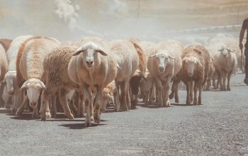 flock of sheep walking on road Armenia