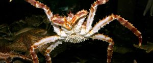 front view of red king crab under water