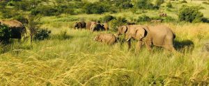 herd of elephants in tall grass Pilanesberg National Park South Africa