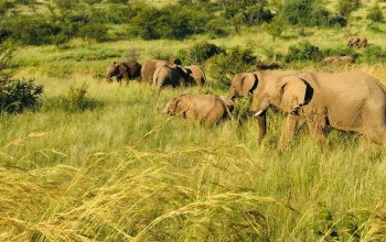herd of elephants in tall grass Pilanesberg National Park South Africa
