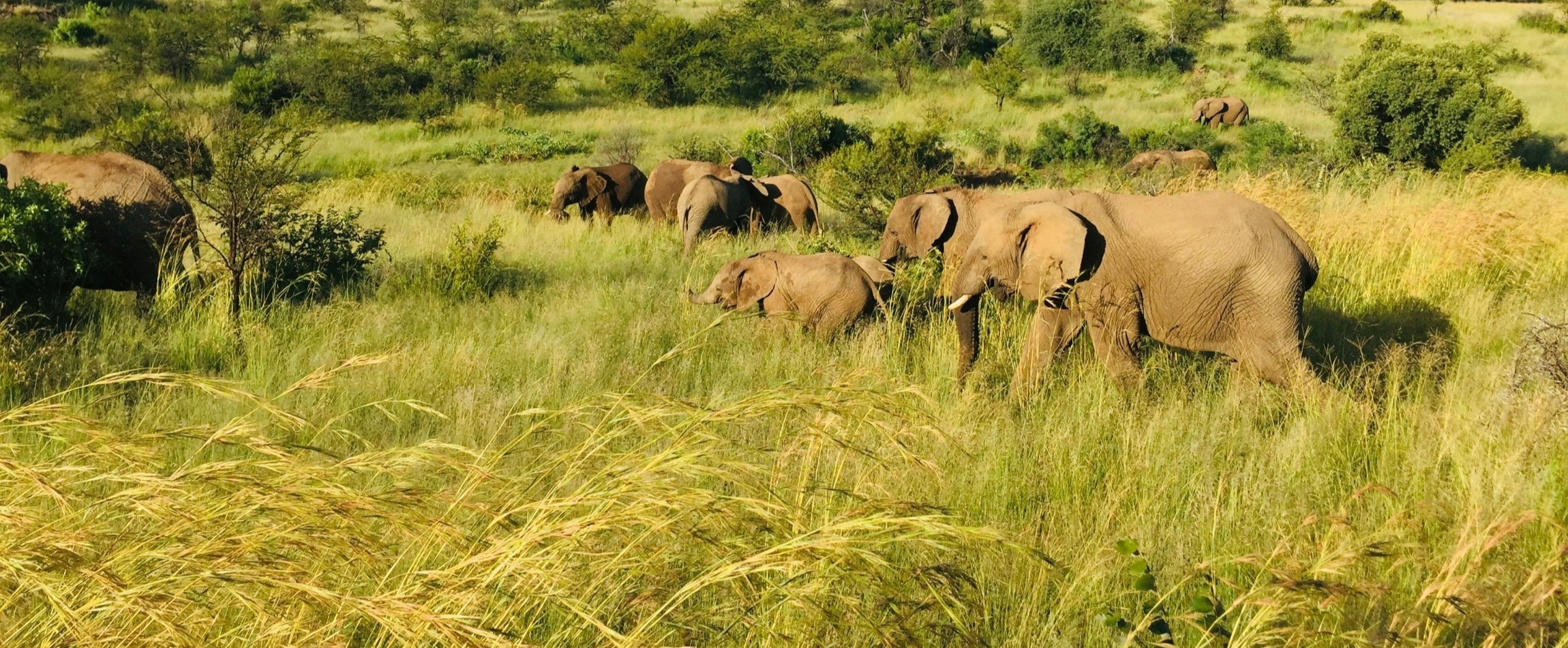 herd of elephants in tall grass Pilanesberg National Park South Africa