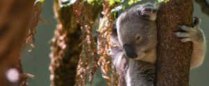 koala sleeping in tree Sydney Australia