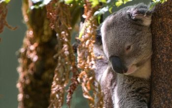 koala sleeping in tree Sydney Australia