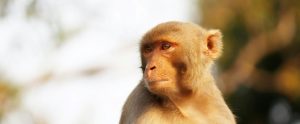 rhesus macaque staring off into distance