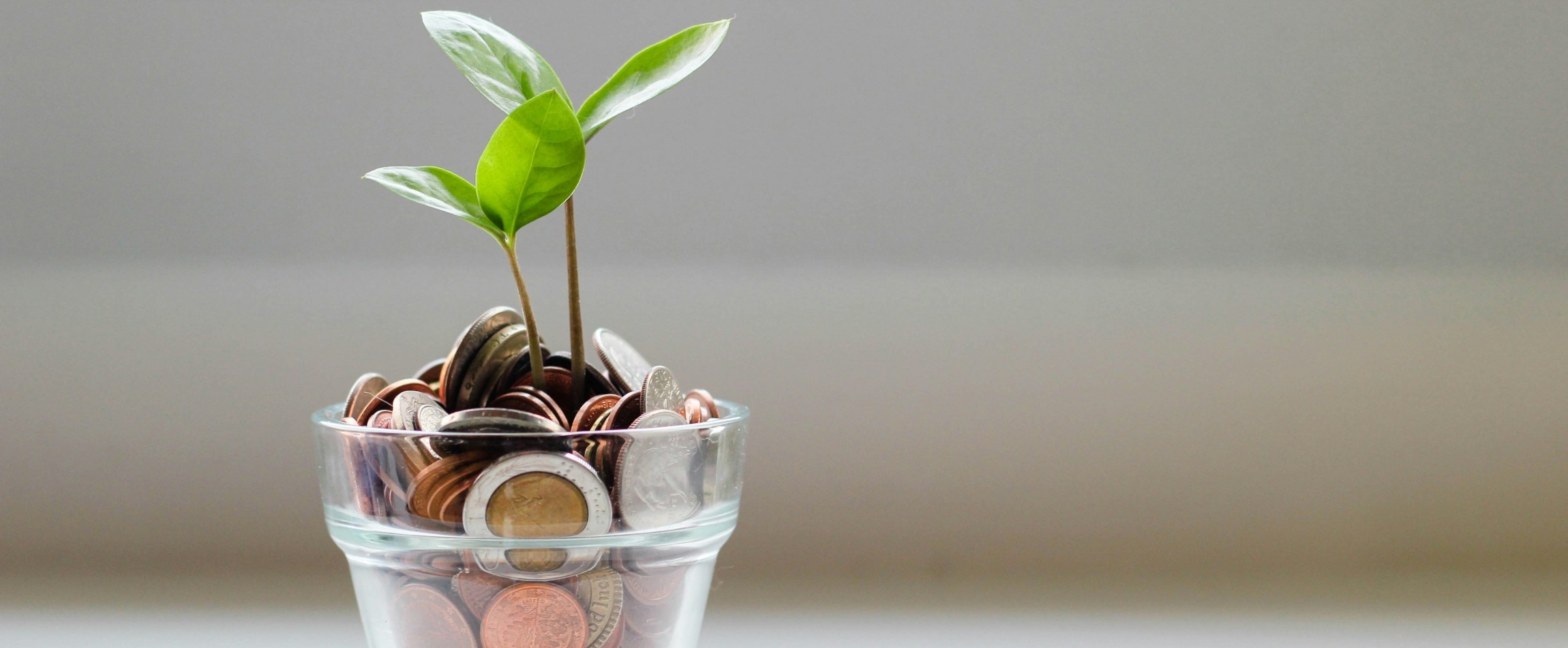 small green plant growing out of glass vase filled with coins