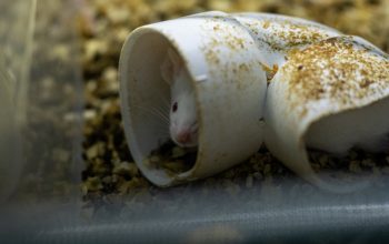 white mouse peeking out from tunnel laboratory cage
