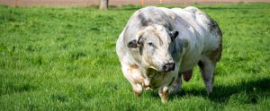 Belgian Blue cow standing in field staring at camera