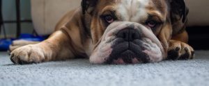 brown-and-white English bulldog resting head on carpet staring at camera