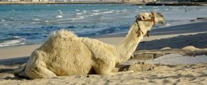 camel lying on sandy beach Kuwait City Kuwait