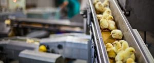 chicks on conveyor belt