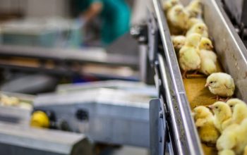 chicks on conveyor belt