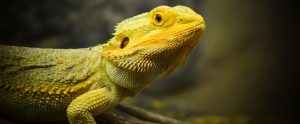 close-up of bearded dragon