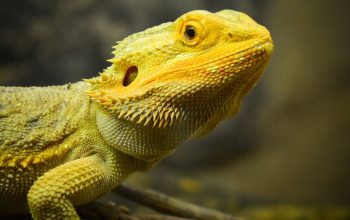close-up of bearded dragon