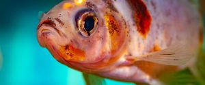 close-up of goldfish