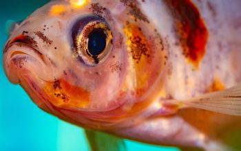 close-up of goldfish