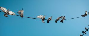pigeons perched on power line