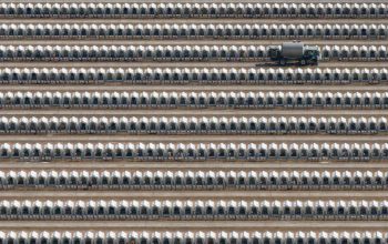 rows of veal calves aerial