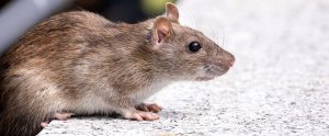 side view of brown rat