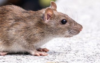 side view of brown rat