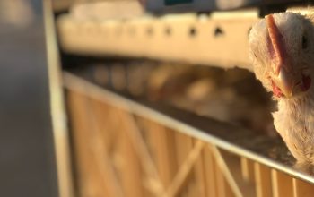 white chicken poking head out of plastic crate Al-Kharj Saudi Arabia
