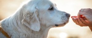 white dog staring at hands holding treat