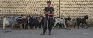 young boy holding stick with herd of goats behind him Qom Iran