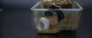 black mouse climbing out of open laboratory cage