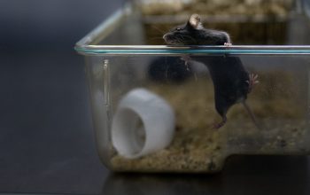 black mouse climbing out of open laboratory cage