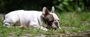 brown-and-white French bulldog resting head on ground outdoors