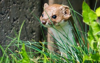 brown-and-white weasel or stoat in grass