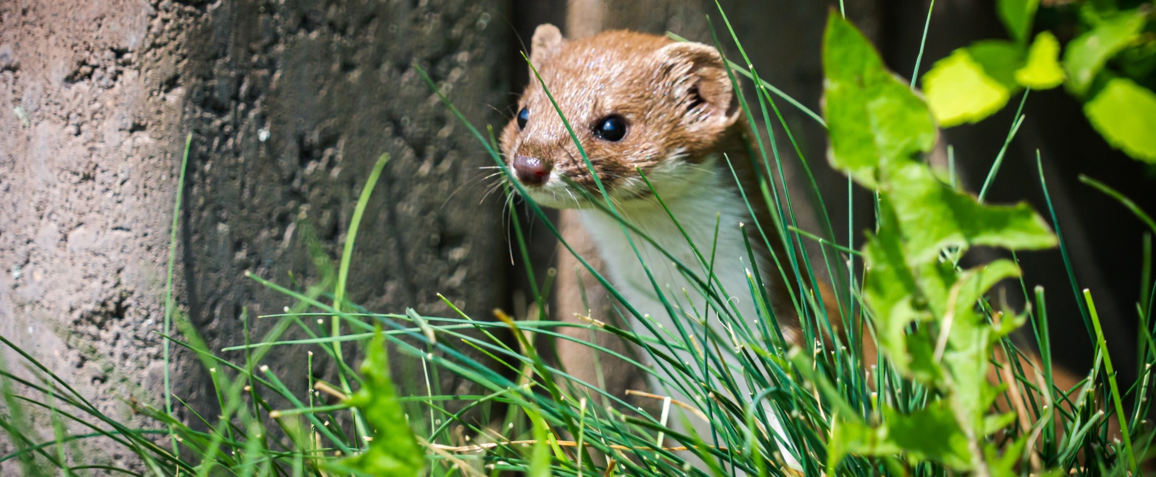 brown-and-white weasel or stoat in grass