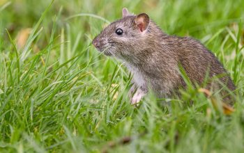 brown rat looking alert in grass
