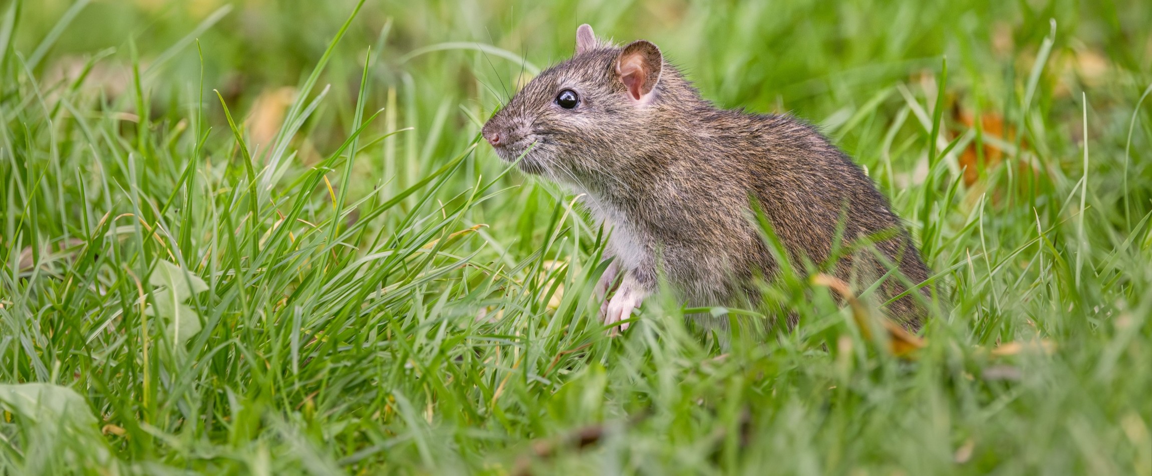 brown rat looking alert in grass