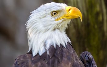close-up of bald eagle