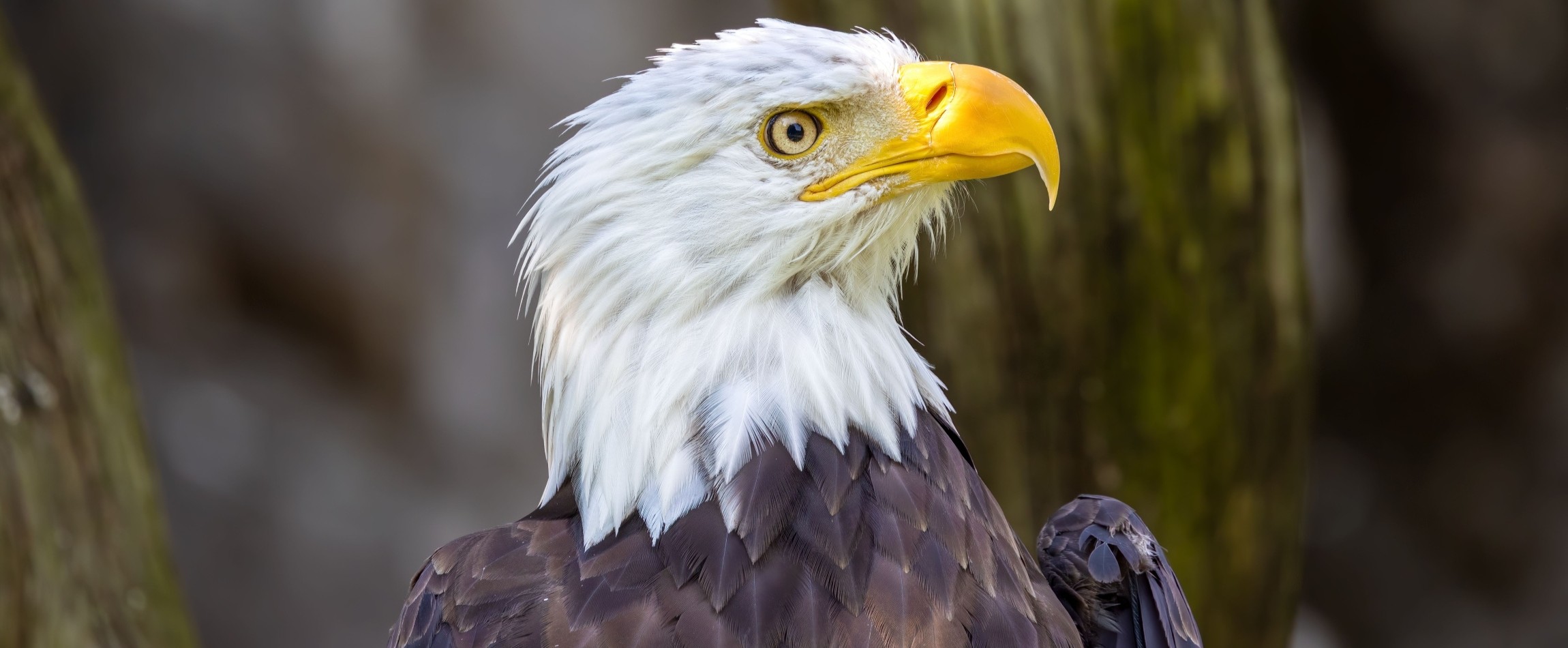 close-up of bald eagle