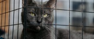close-up of grey cat with yellow eyes staring out from black metal cage