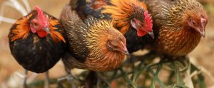 four colourful chickens Lào Cai Vietnam