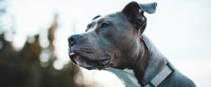 grey pit bull-type dog sticking tongue out staring off into distance
