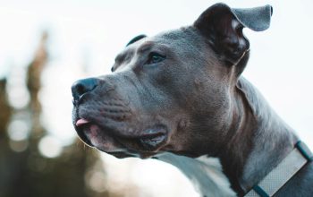 grey pit bull-type dog sticking tongue out staring off into distance